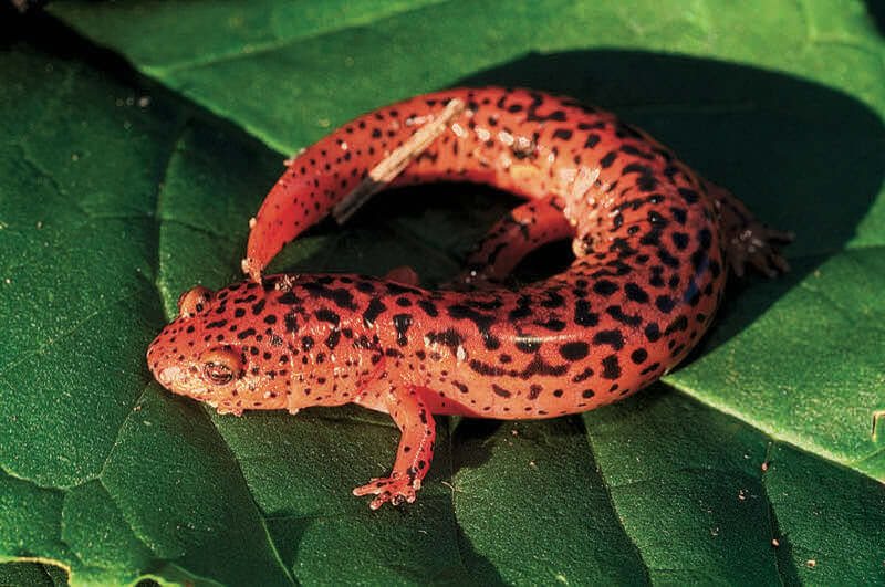 Salamander