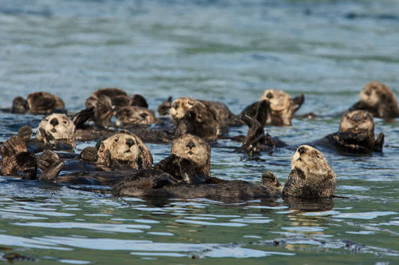 Sea Otters