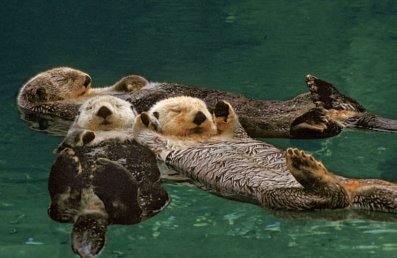 Sea otters