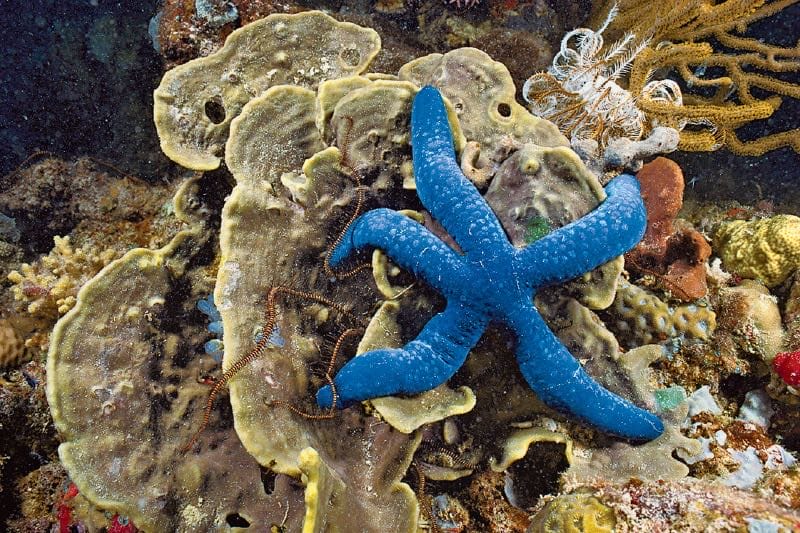Sea star