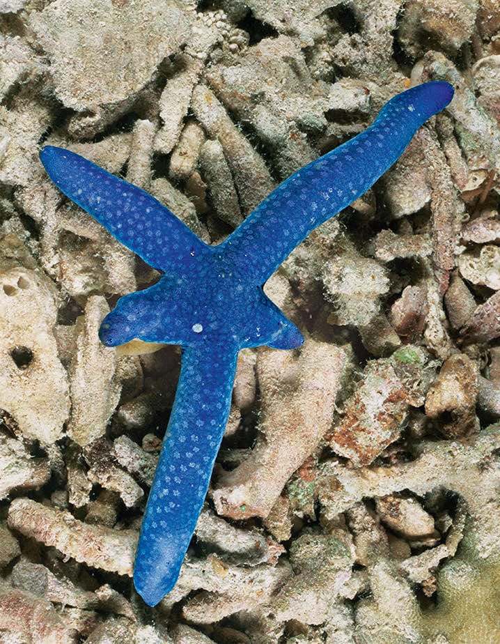 Sea Star