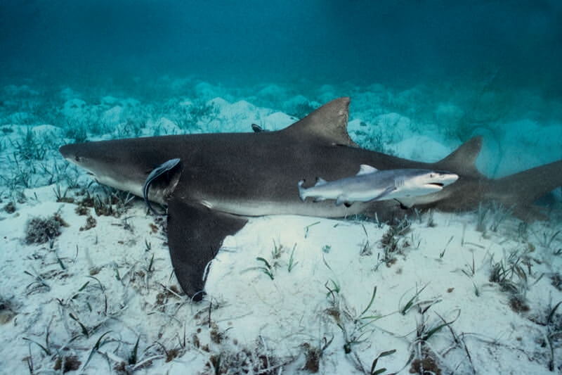 Shark
