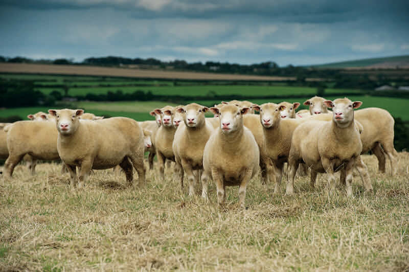 Sheep