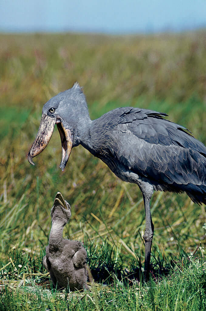 Shoebill