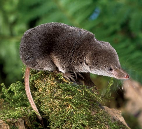 Shrew