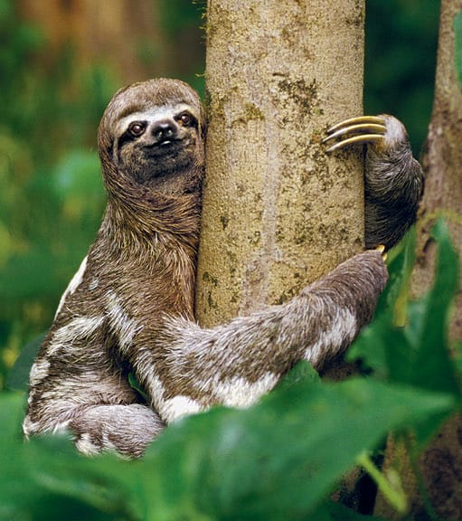 Sloth