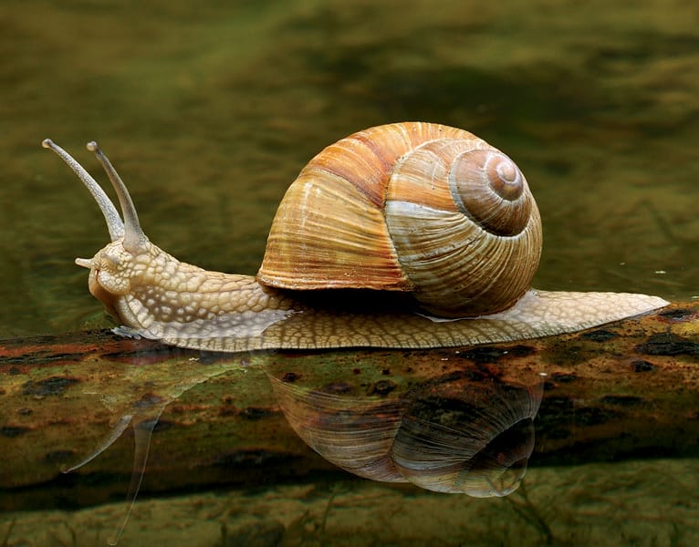 Snail