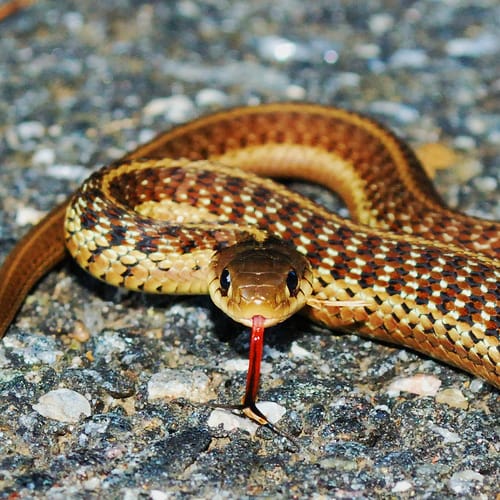 Snake