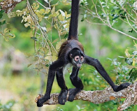 Spider Monkey