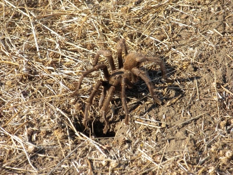 Spider