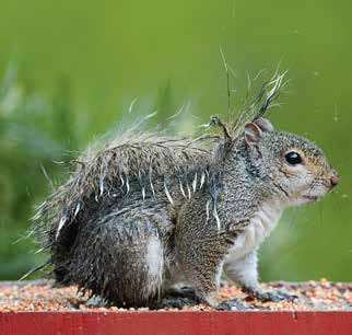 Squirrel