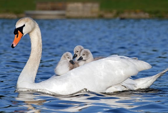 Swans