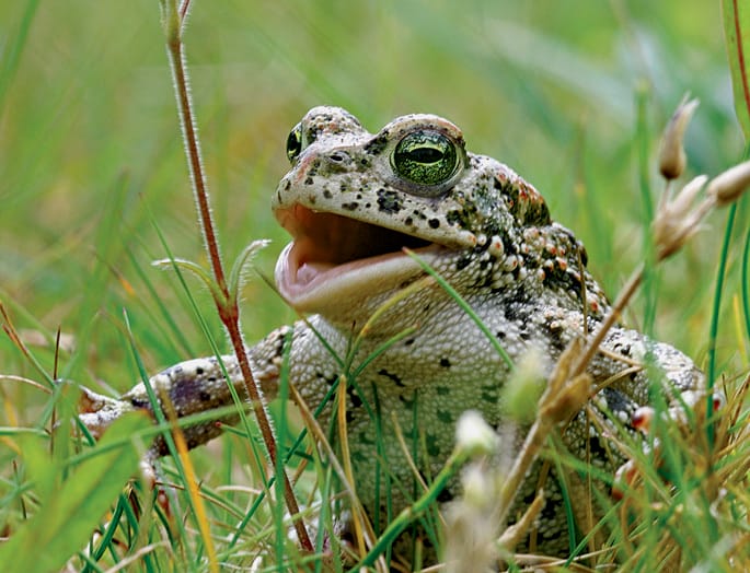 Toad