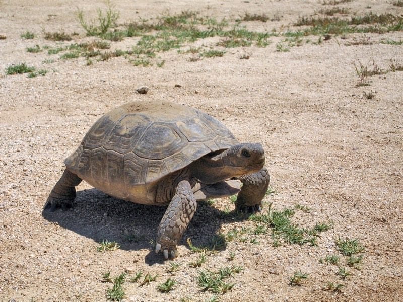 Tortoise