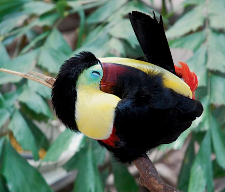 Toucan