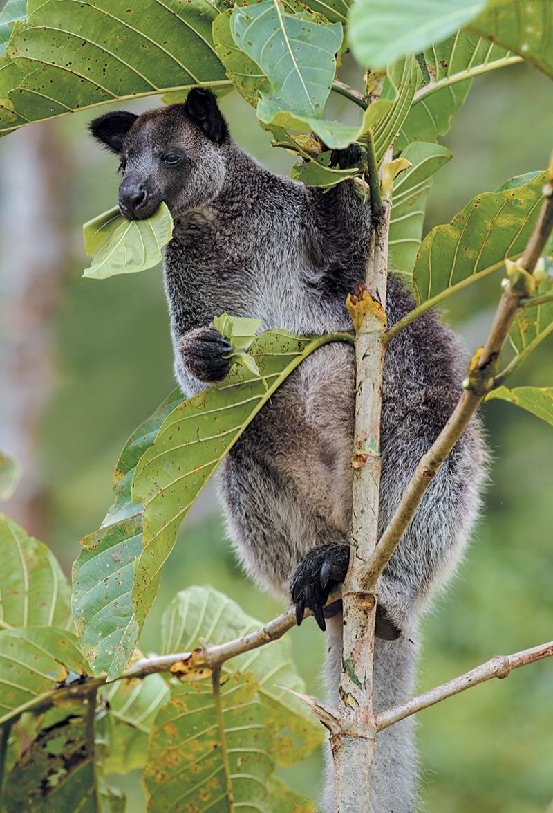 Tree Kangaroo