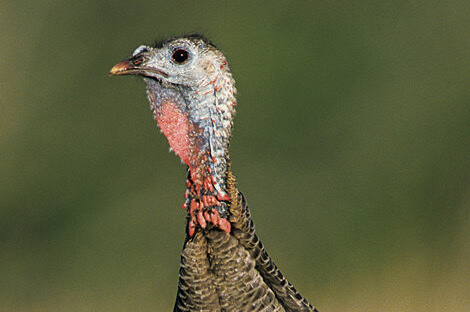 Turkey