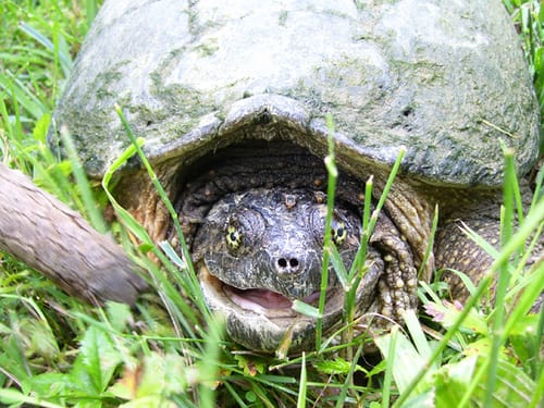 Turtle