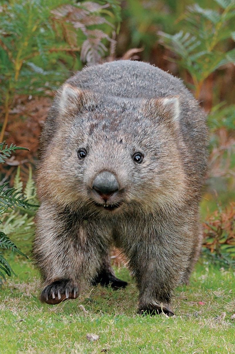 Wombat