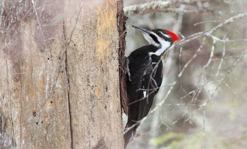 Woodpecker