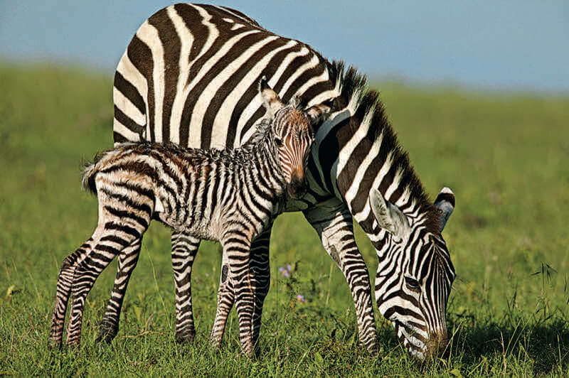 Zebras
