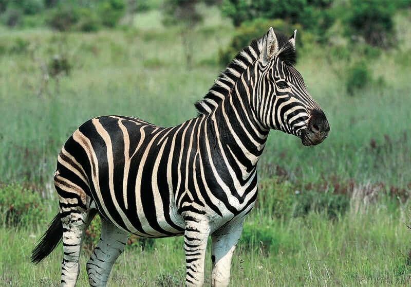 Zebra