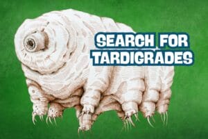 closeup art of a tardigrade with a green background