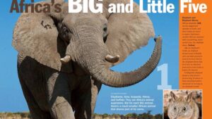 Magazine spread pairing Africa's big five with their little five namesakes starting with elephant and elephant shrew