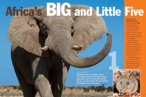 Magazine spread pairing Africa's big five with their little five namesakes starting with elephant and elephant shrew