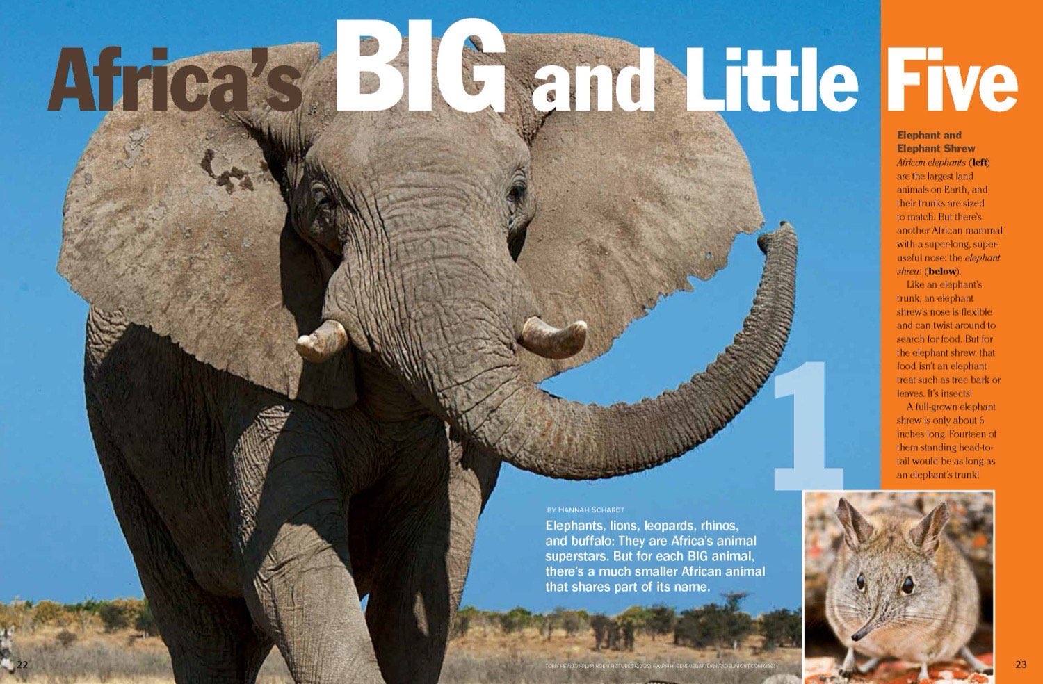 Magazine spread pairing Africa's big five with their little five namesakes starting with elephant and elephant shrew