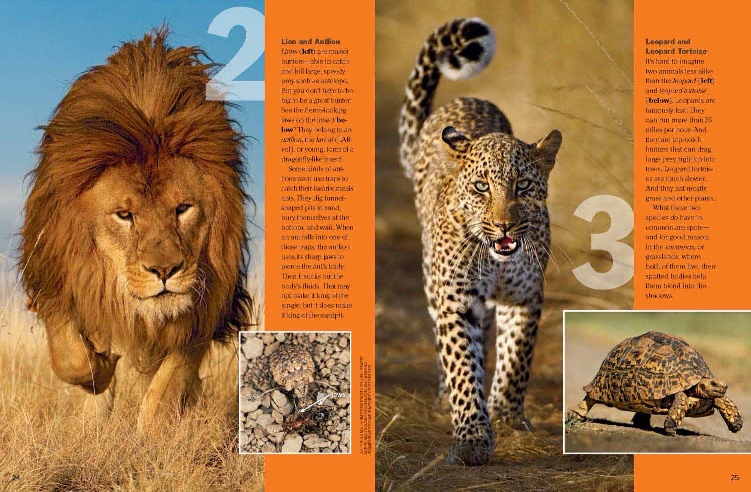 Lion paired with a tiny antlion and a leopard paired with a leopard tortoise