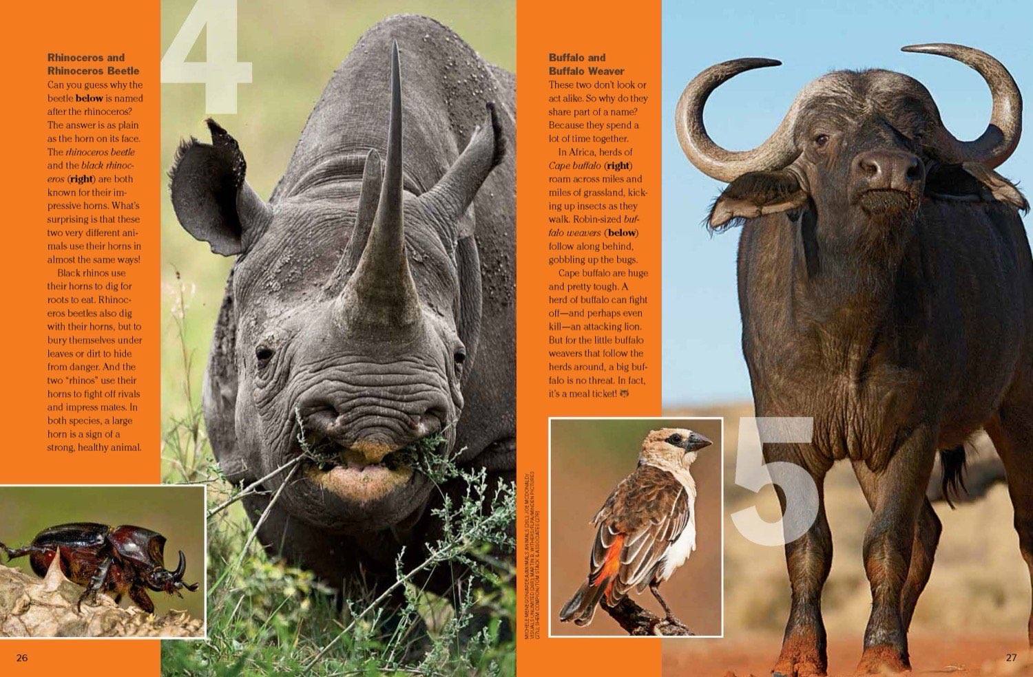 Black rhinoceros paired with a rhinoceros beetle and Cape buffalo with a buffalo weaver bird