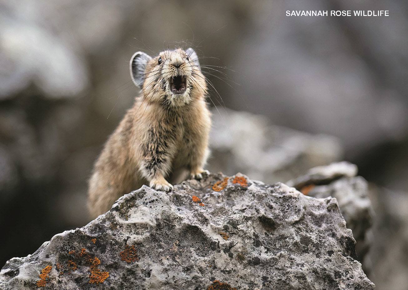 American pika sitting on a rock with mouth wide open making its sharp alarm call