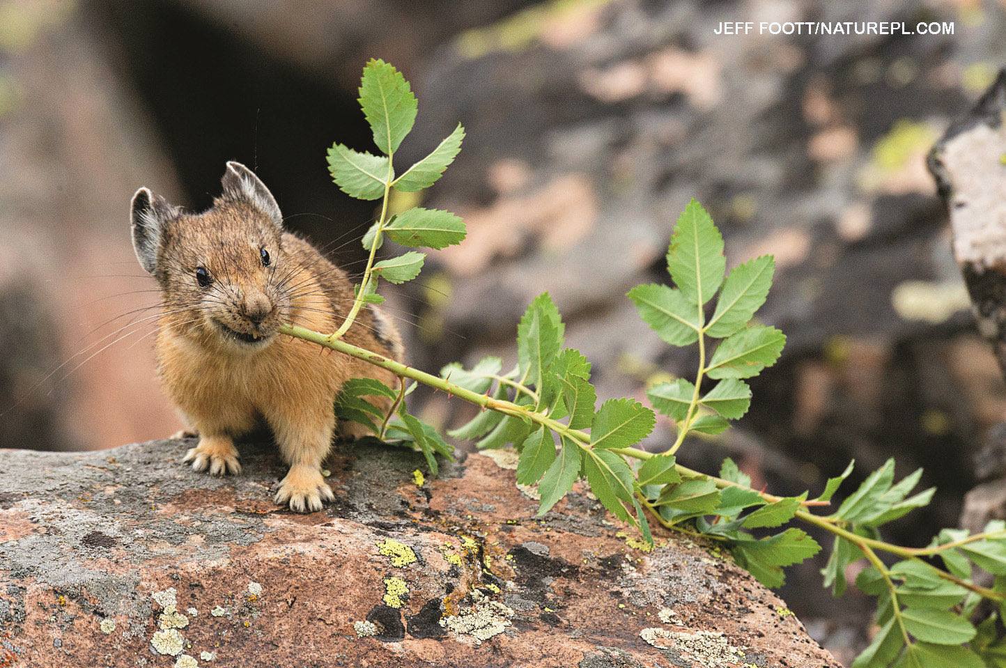American pika carrying a large mouthful of purple wildflowers and grass on rocky mountain slope