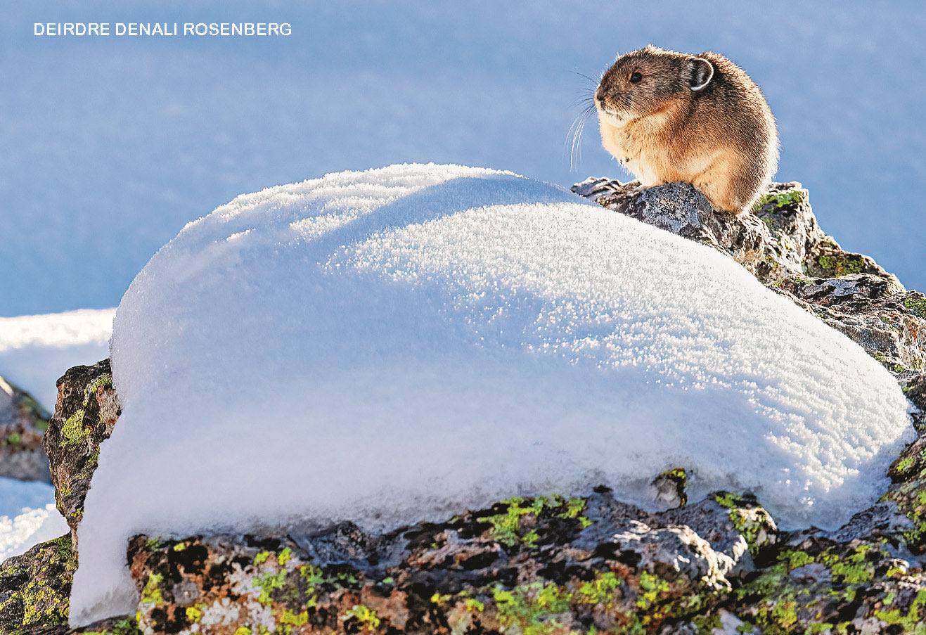 American pika sitting on a snow-dusted rock in winter mountain talus slope habitat