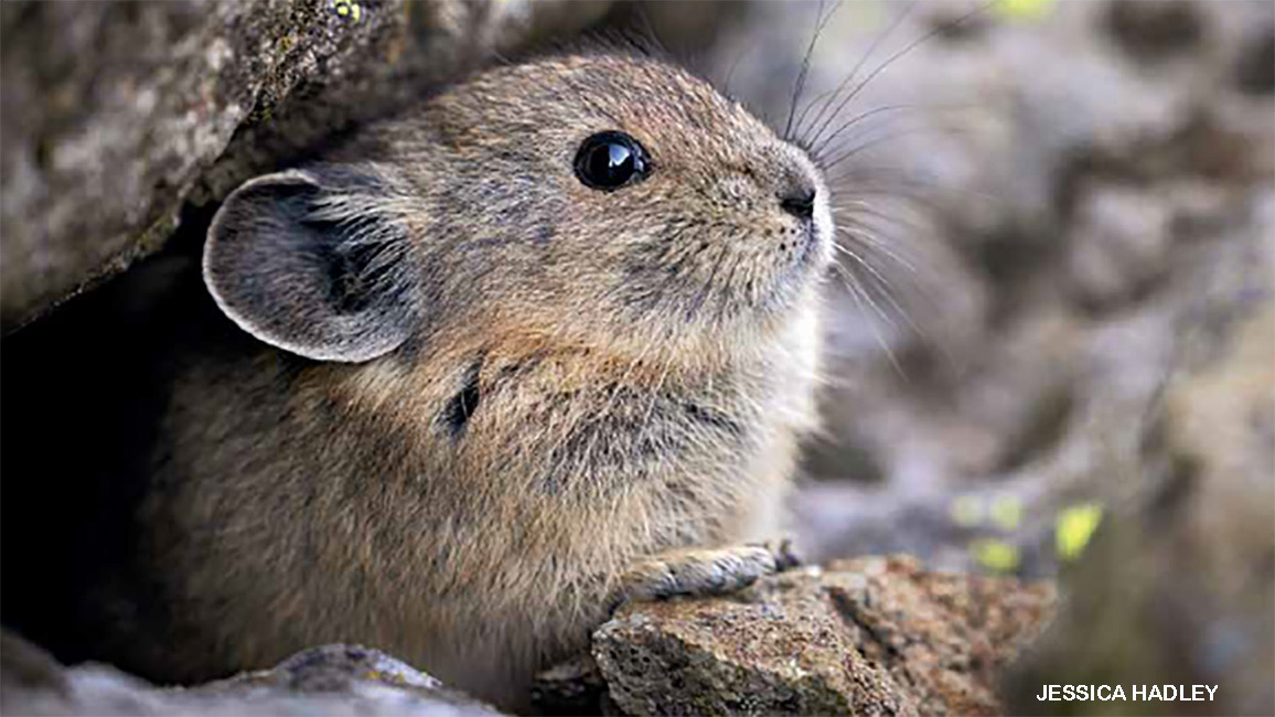 Adorable American pika with round ears and big black eye peeking from a rock crevice