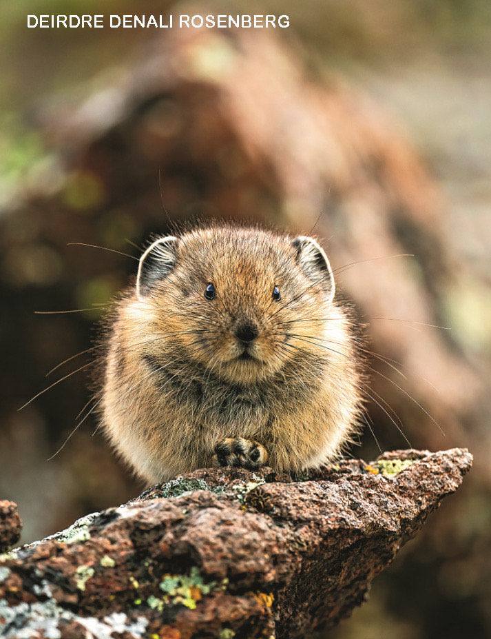 American pika with round fuzzy body sitting on a gray rock looking directly at camera