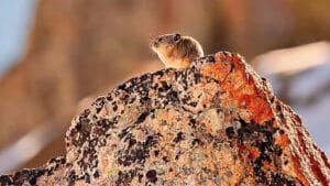 American pika sitting alert on top of an orange lichen-covered boulder in mountain habitat
