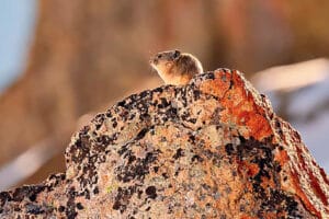 American pika sitting alert on top of an orange lichen-covered boulder in mountain habitat