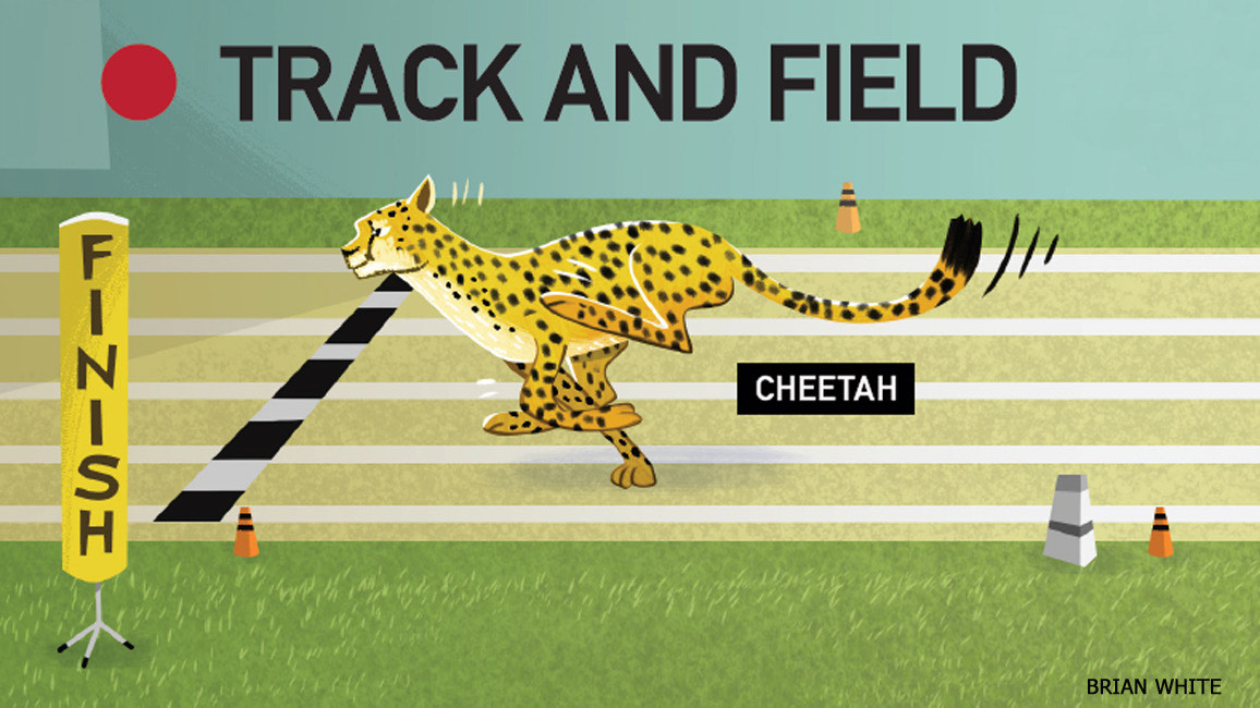 Cartoon cheetah sprinting across a finish line on a track and field course