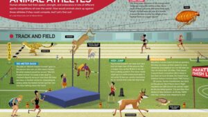 Magazine spread comparing animal and human track and field athletes with illustrated races