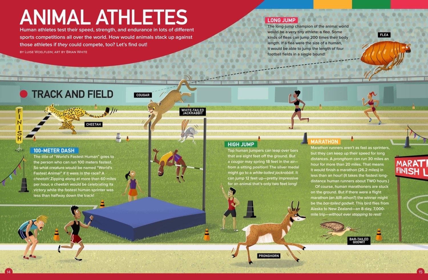 Magazine spread comparing animal and human track and field athletes with illustrated races