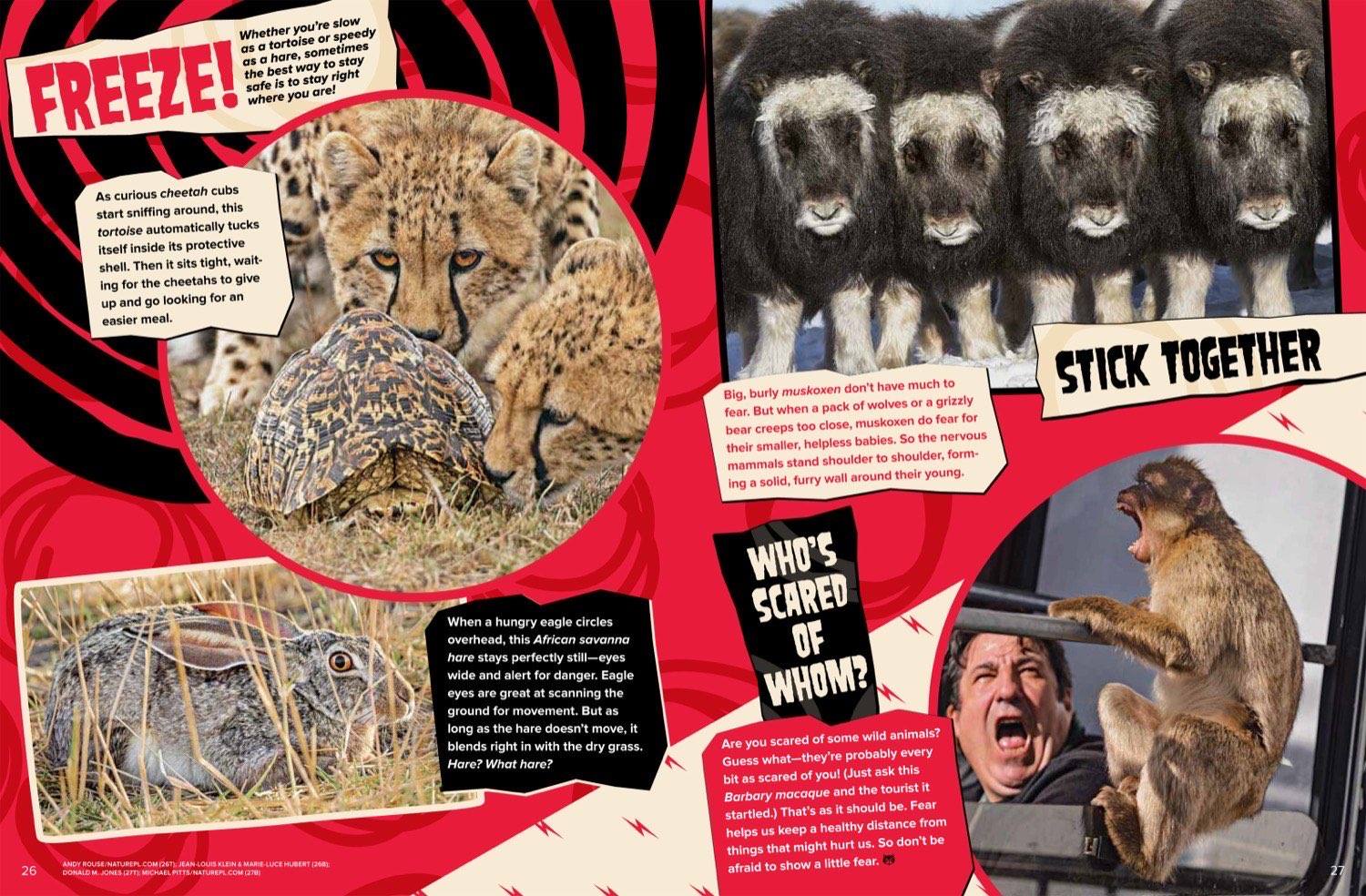Magazine spread about animal armor pangolin speed cheetah group defense musk oxen and playing dead