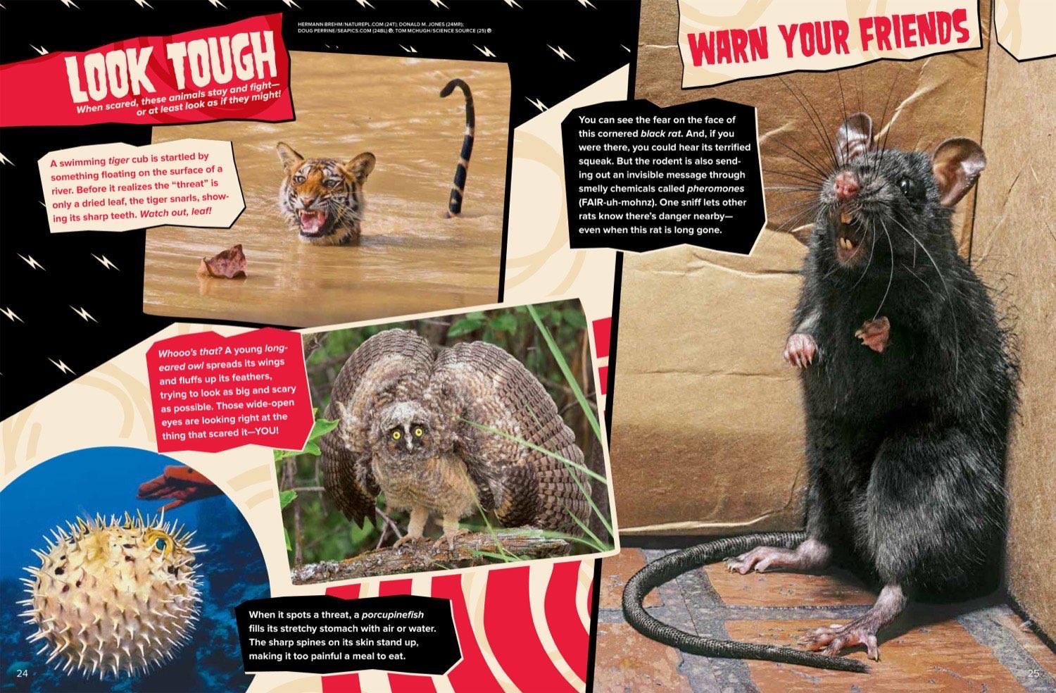 Magazine spread about animal defense with venom stink spray camouflage and warning colors