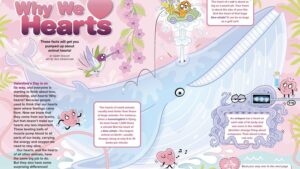 Magazine spread Why We Love Hearts with illustrated whale octopus and heart size facts