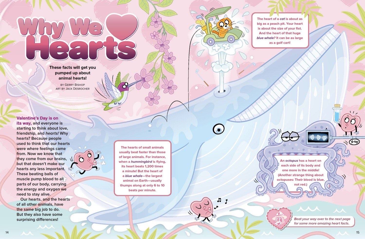 Magazine spread Why We Love Hearts with illustrated whale octopus and heart size facts