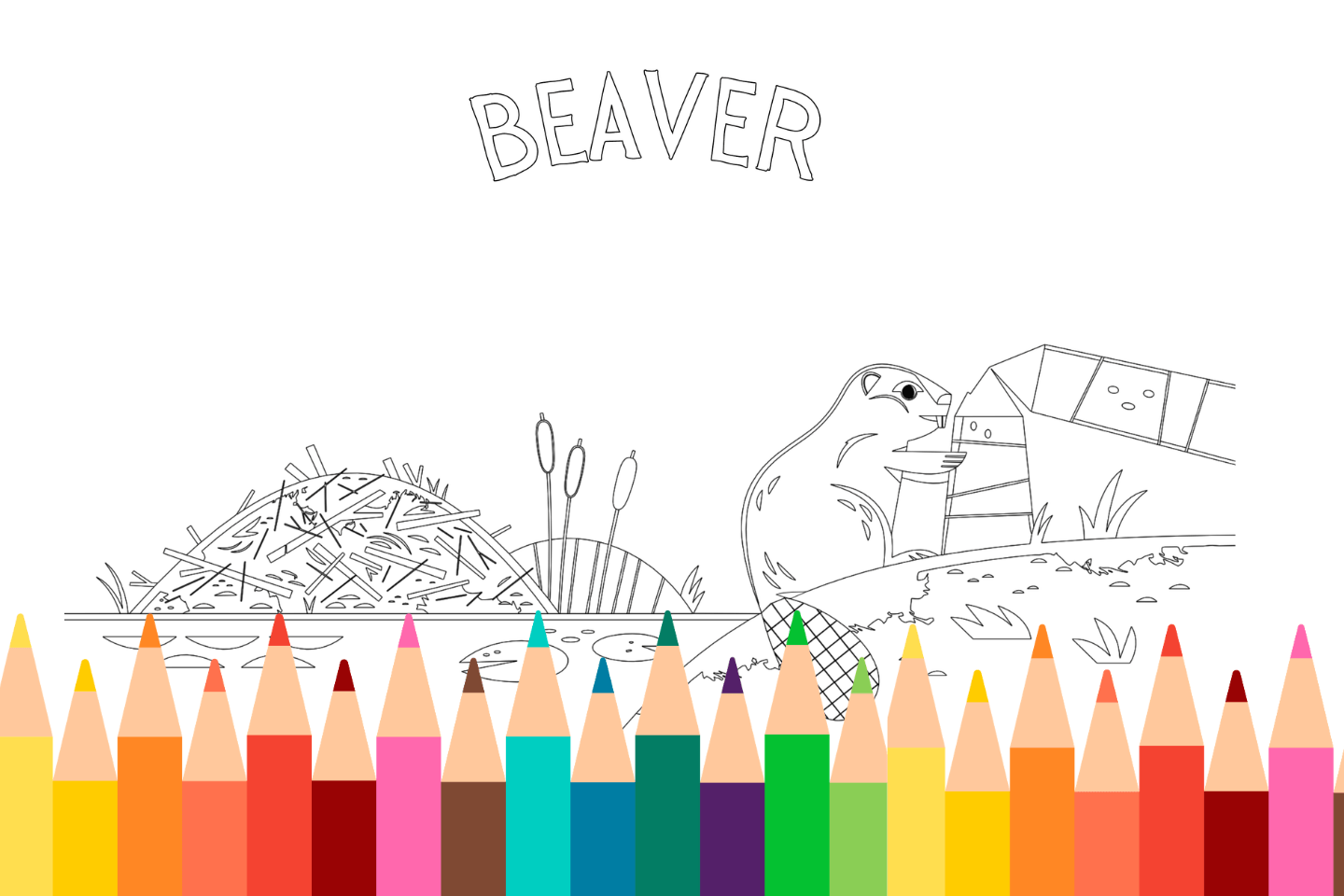 Coloring page of a beaver building a dam, with a beaver lodge and cattails. Colored pencils line the bottom.