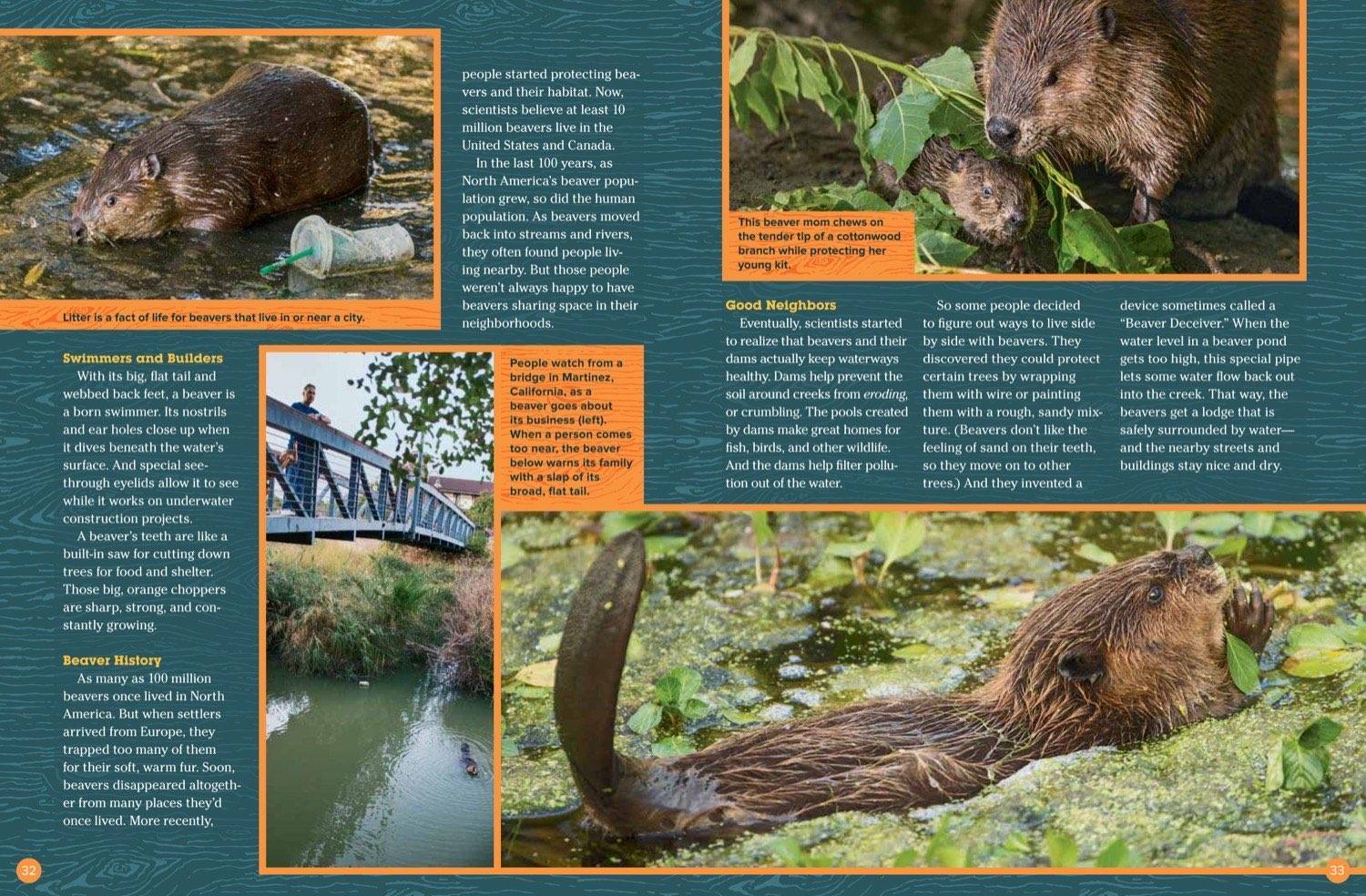 Magazine spread about beaver swimming building dams teeth and good neighbor flow devices
