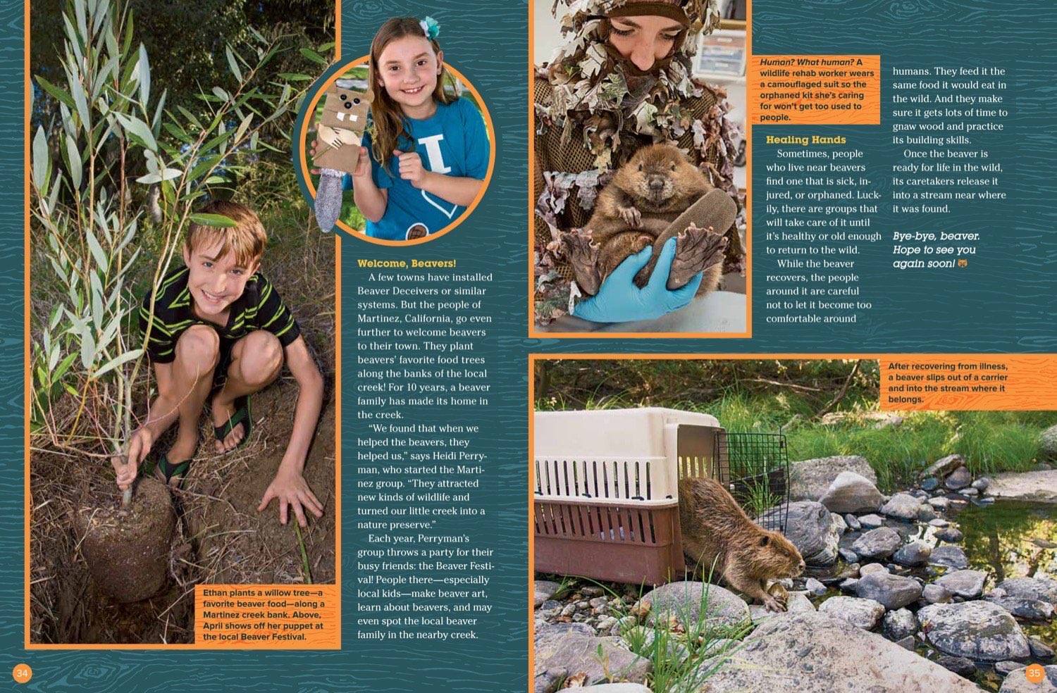Magazine spread about welcoming beavers with kids planting trees beaver rescue and release