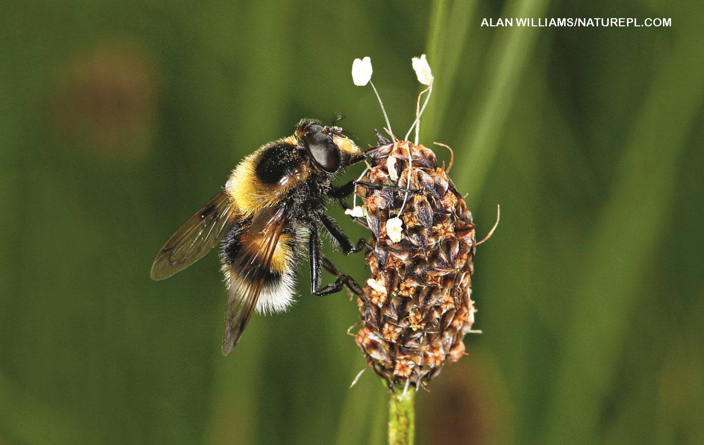 Fuzzy bee-mimicking hoverfly with yellow and black stripes perched on a brown seedhead